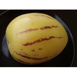 Solanum muricatum "Pera melon"