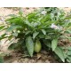 Solanum muricatum "Pera melon"