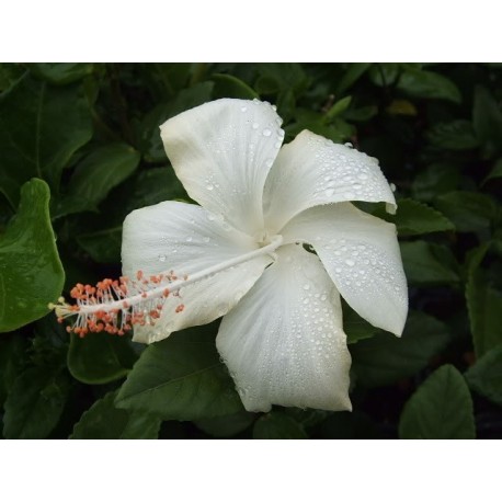 Hibiscus rosa-sinensis 'dainty white'