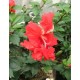 Hibiscus rosa sinensis " Pagoda"