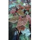 Begonia autumn ember
