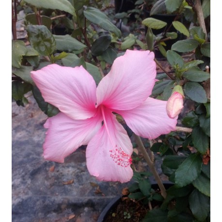 Hibiscus rosa-sinensis 'dainty pink"