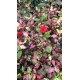 Hibiscus rosa sinensis tricolor