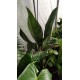 Anthurium coriaceum