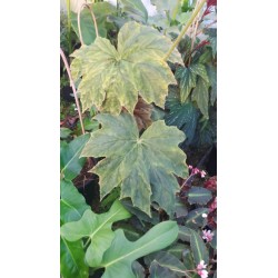 Begonia caribbean king