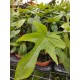 Philodendron florida beauty green